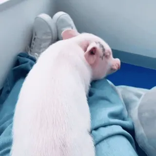 🐽 whatsapp sticker