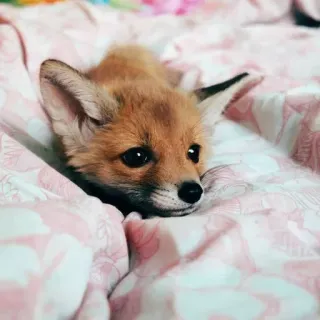 🦊 animal, fox, cute, wildlife, baby telegram sticker