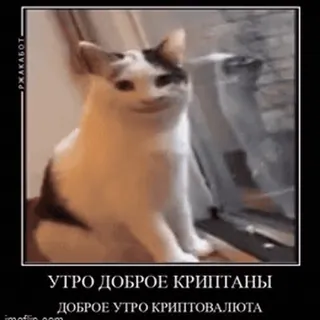 ☀ УТРО ДОБРОЕ КРИПТАПЫ
ДОБРОЕ УТРО КРИПТОВАЛЮТА gato, manhã, criptomoeda, meme, russo, animal whatsapp sticker