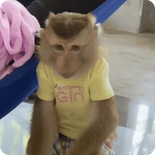 🪷 Mommy's Girl mono, animal, camiseta, ropa, lindo, mamífero whatsapp sticker