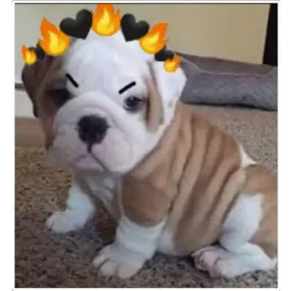 doggo hearts telegram stickers