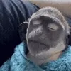 🐵