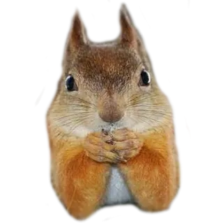 😒 Eichhörnchen, Tier, süß, Wildtier, Nagetier, Natur telegram sticker