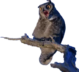 😮 cú mèo, chim, động vật hoang dã, động vật, thiên nhiên telegram sticker