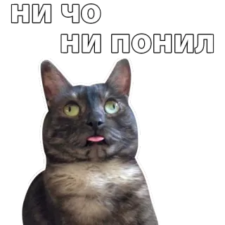 😐 НИ ЧО НИ ПОНИЛ cat, meme, funny, animal, humor whatsapp sticker
