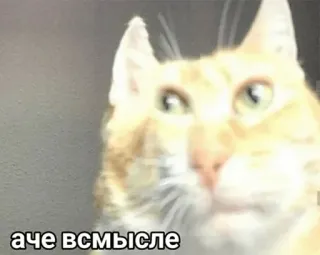 🤨 аче всмысле kat, meme, grappig, russisch, verward telegram sticker