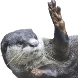 🤚 выдра, животное, милый, млекопитающее, дикая природа, природа telegram sticker