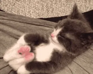 🐾 猫, 小猫, 睡觉, 动物, 可爱 whatsapp sticker