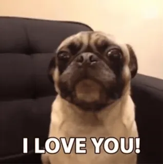 ❤ I LOVE YOU! perro, pug, amor, mascota, lindo, animal telegram sticker