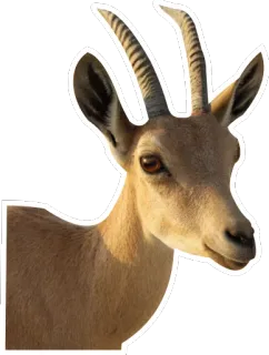 😍 goat, animal, mammal, wildlife, horns telegram sticker