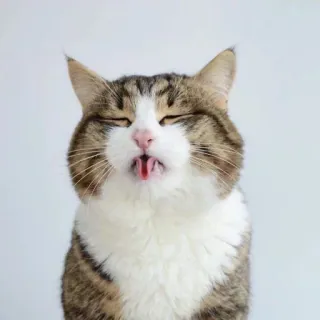 😛 кот, животное, питомец, язык, смешной, милый, млекопитающее telegram sticker