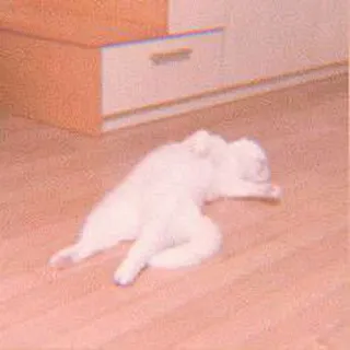 🍓 gato, gato blanco, perezoso, lindo, animal, animal doméstico telegram sticker