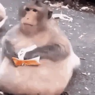 🍔 macaco, animal, comida, comendo, símios whatsapp sticker