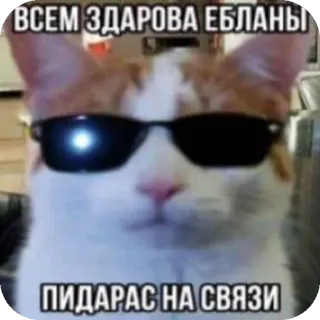 😎 ВСЕМ ЗДАРОВА ЕБЛАНЫ
ПИДАРАС НА СВЯЗИ แมว, แว่นกันแดด, หยาบคาย, รัสเซีย, มีม, สัตว์ telegram sticker