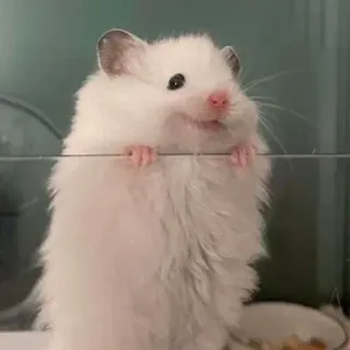 😊 hamster, animal de compagnie, animal, mignon, rongeur telegram sticker
