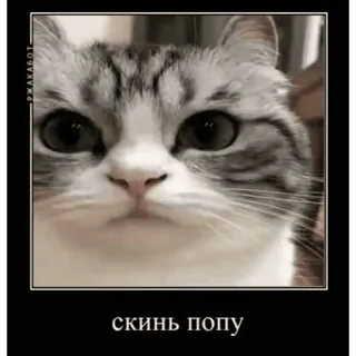🍑 скинь попу kucing, meme, hewan, peliharaan, lucu whatsapp sticker