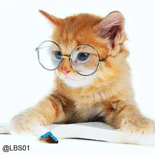 📖 @LBS01 gato, gatito, gafas, leyendo, libro, lindo, inteligente whatsapp sticker