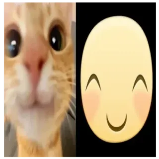 🙃 猫, 动物, 表情符号, 微笑, 快乐 telegram sticker