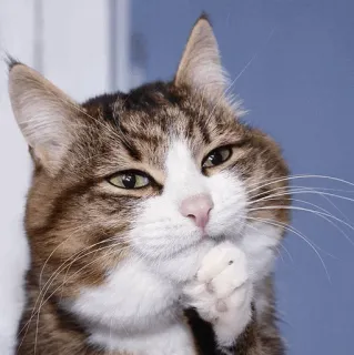 🤔 chat, pensif, animal de compagnie, animal, chat domestique, mignon, drôle telegram sticker