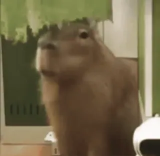 🤨 capivara, animal, roedor, fofo, engraçado telegram sticker