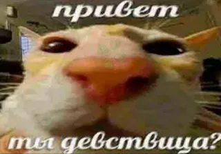 🐱 привет ты девствица? cat, russian, meme, funny whatsapp sticker