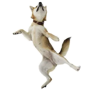 💃 собака, животное, питомец, танцы, хаски, стоя telegram sticker
