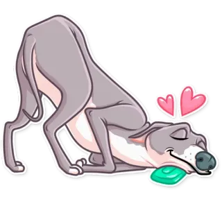 😌 หมา, เกรย์ฮาวด์, โยคะ, น่ารัก, สัตว์, สัตว์เลี้ยง, รัก, หัวใจ whatsapp sticker