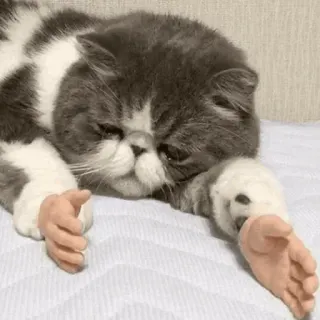 🐱 Katze, Hände, lustig, Tier, Meme, seltsam, süß telegram sticker