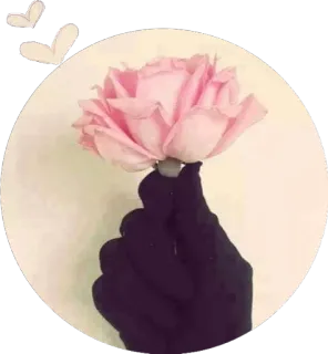 🌹 flor, rosa, mano, estético, rosa, delicado whatsapp sticker