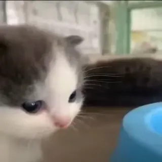 🙁 gattino, gatto, animale, animale domestico, carino telegram sticker