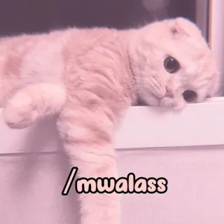 🐈 /mwalass cat, cute, pet, animal, kawaii whatsapp sticker