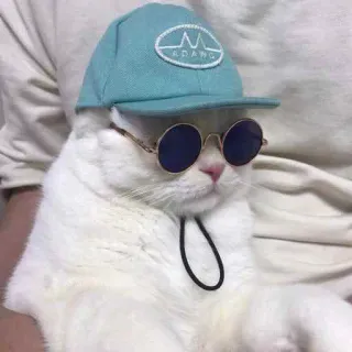 😎 ADANG gatto, occhiali da sole, cappello, animale, animale domestico, carino, divertente whatsapp sticker