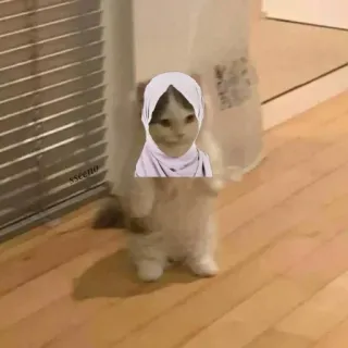 🍋 gatto, animale, divertente, meme, carino whatsapp sticker