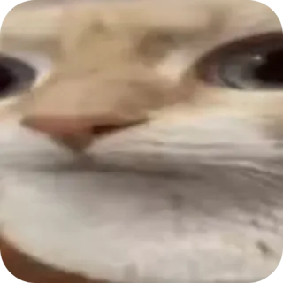 😵‍💫 gatto, meme, animale, animale domestico telegram sticker