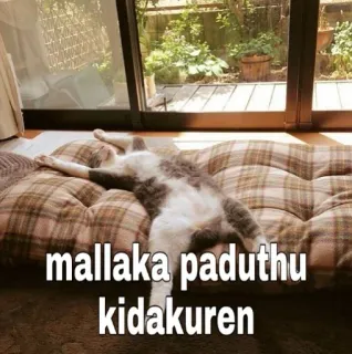 😂 mallaka paduthu kidakuren gato, preguiçoso, relaxante, engraçado, dormindo telegram sticker