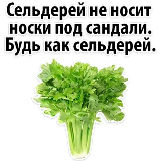 😍 Сельдерей не носит носки под сандали. Будь как сельдерей. aipo, comida, vegetal, engraçado, citação telegram sticker