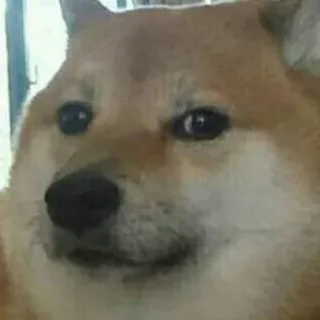 😶 Doge dog, meme, shiba inu, internet meme, funny telegram sticker