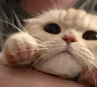 😕 кот, милый, животное, домашнее животное, домашняя кошка telegram sticker