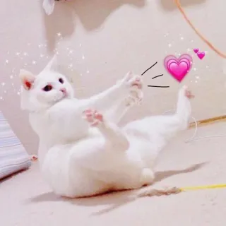🩰 Katze, weiß, Herz, süß, spielerisch whatsapp sticker