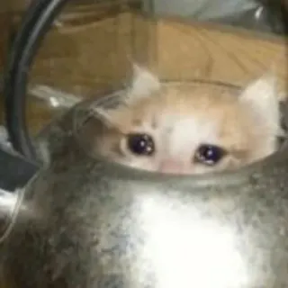 😭 chat, chaton, animal, mignon, triste, bouilloire, animal de compagnie telegram sticker