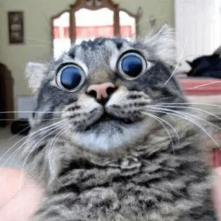 😳 gato, fofo, animal, engraçado, meme, animal de estimação whatsapp sticker