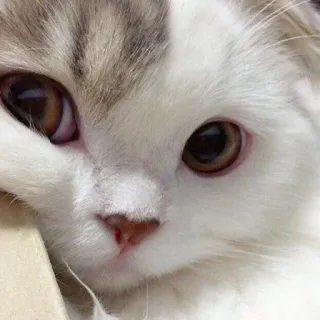 🤨 猫, 動物, ペット, かわいい, 家畜, 哺乳類 telegram sticker