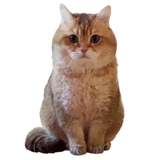 😃 cat, animal, domestic cat, pet, cute, feline telegram sticker