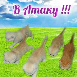 Больше стиков тут: @stikery4 telegram stickers