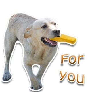 🎁 For You dog, retriever, yellow, toy, happy, animal, pet telegram sticker