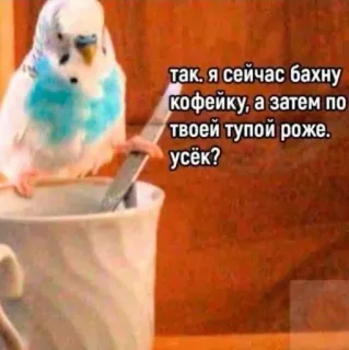 ☕ так, я сейчас бахну кофейку, а затем по твоей тупой роже. усёк? นก, กาแฟ, แก้ว, นกแก้ว, สัตว์, ภัยคุกคาม telegram sticker