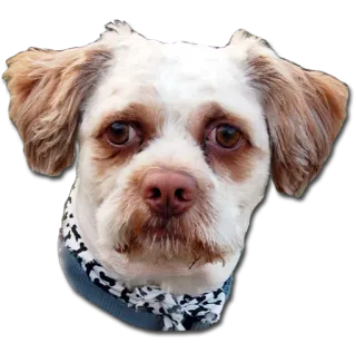 😶 dog, animal, pet, cute, portrait telegram sticker