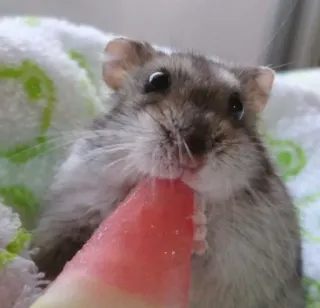 🍉 hamster, watermelon, cute, animal, pet, rodent telegram sticker