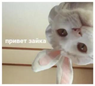🙋‍♀ привет зайка кот, заяц, милый, животное, русский, привет telegram sticker