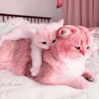 🎀 @CATTERY_ROUNDBRI cat, kitten, cute, animal, pet, cats telegram sticker